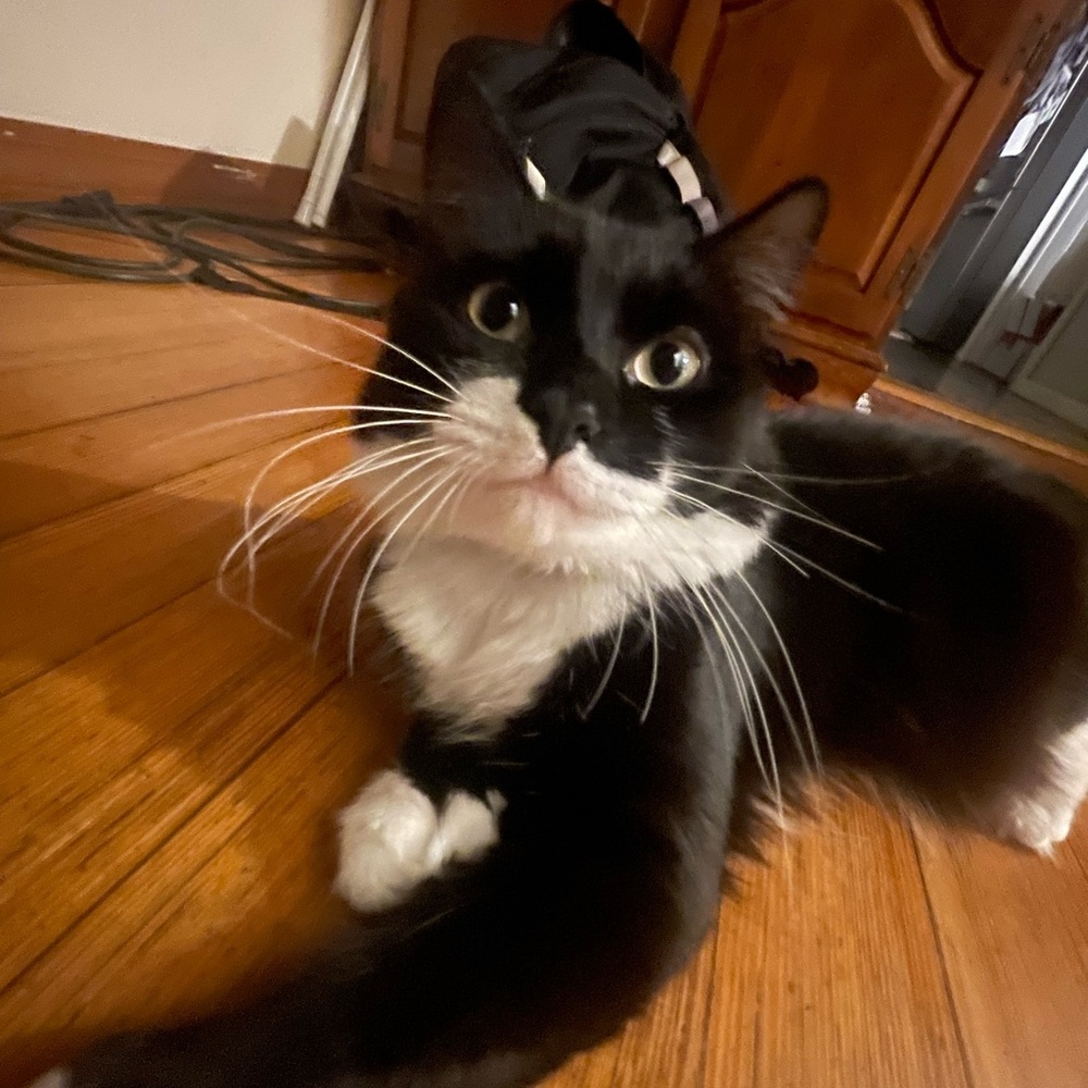 Meet your Posher, Your